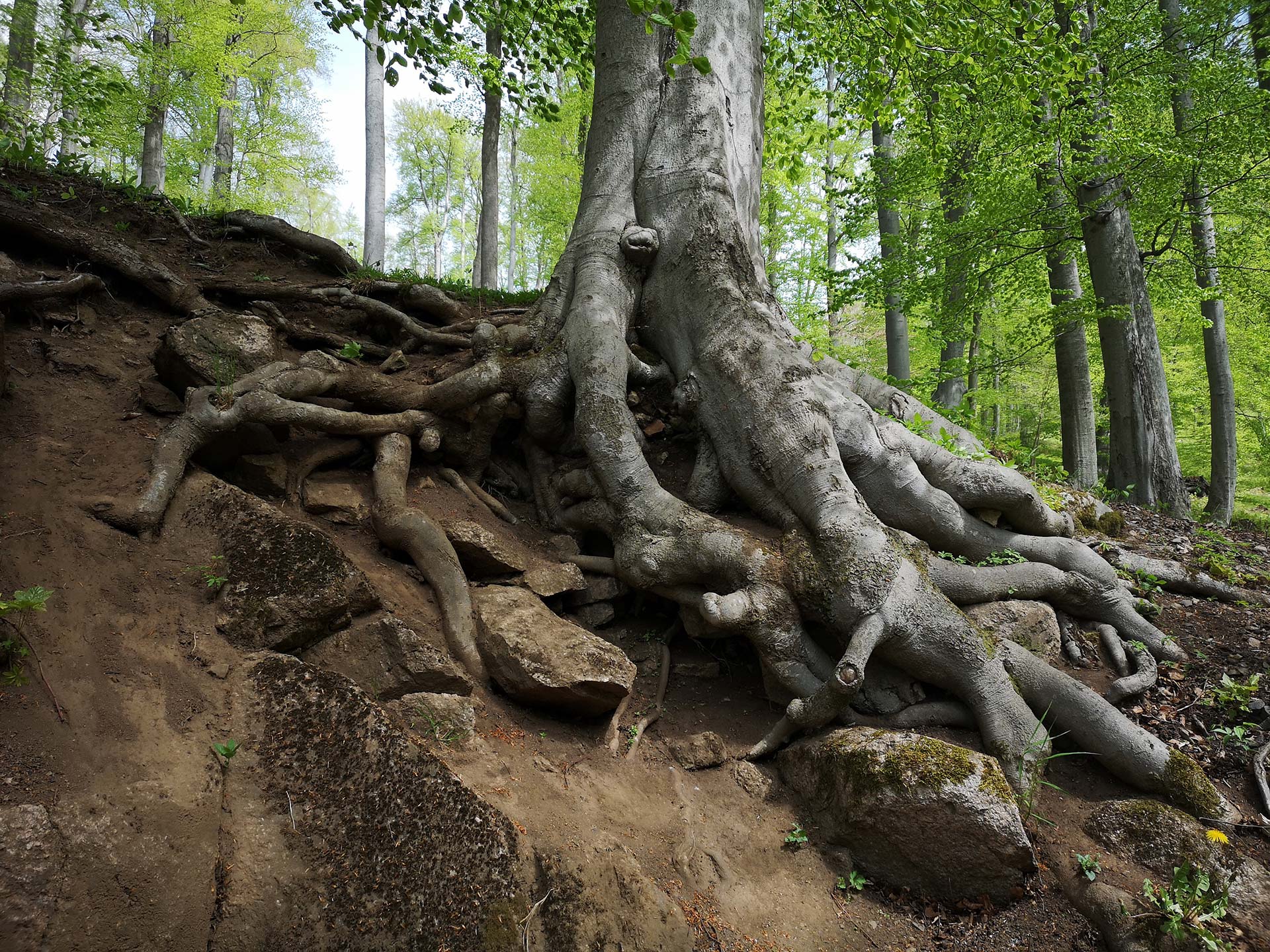 Gewinnermotiv des Fotowettbewerbs „Wald, Wärme, Leben“ (© Carolin Kürbs)