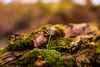 Gewinnermotiv des Fotowettbewerbs „Wald, Wärme, Leben“