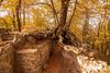 Gewinnermotiv des Fotowettbewerbs „Wald, Wärme, Leben“