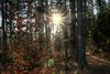 Gewinnermotiv des Fotowettbewerbs „Wald, Wärme, Leben“