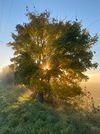 Gewinnermotiv des Fotowettbewerbs „Wald, Wärme, Leben“