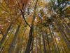 Gewinnermotiv des Fotowettbewerbs „Wald, Wärme, Leben“