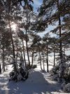 Gewinnermotiv des Fotowettbewerbs „Wald, Wärme, Leben“