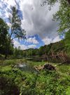 Gewinnermotiv des Fotowettbewerbs „Wald, Wärme, Leben“