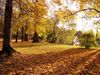 Gewinnermotiv des Fotowettbewerbs „Wald, Wärme, Leben“