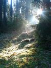 Gewinnermotiv des Fotowettbewerbs „Wald, Wärme, Leben“